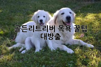 🐶 골든리트리버 목욕 꿀팁 대방출! 🛁✨