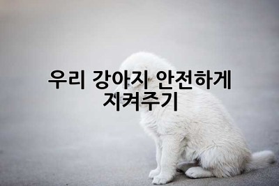 우리 강아지, 안전하게 지켜주기🐶🏠